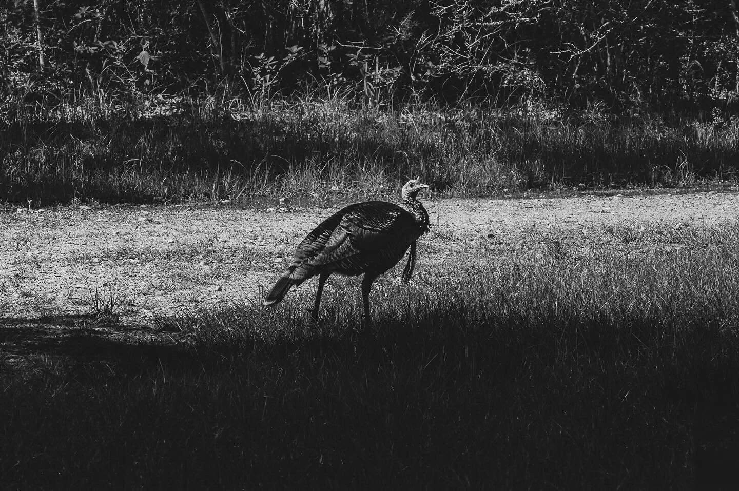 These bearded beasts 🥹

The turkey is incredibly elusive, resourceful, and gregarious. They rarely come by the house, but when they do it&rsquo;s nothing but an endless loop of my laughing at their gobbles and their gobbling in response to my laught