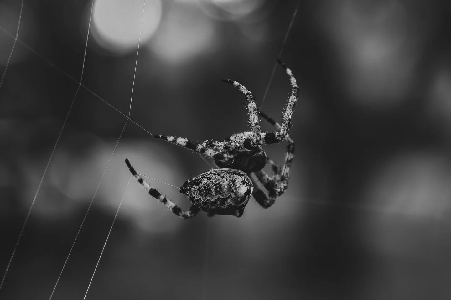 This past spring I returned to Earthtribe as a supporter for the annual vision quest. It was deeply emotional to return to a place I hadn&rsquo;t visited in nearly 20 years, and feel as if it were a homecoming. To feel as if I was initiated into a mo