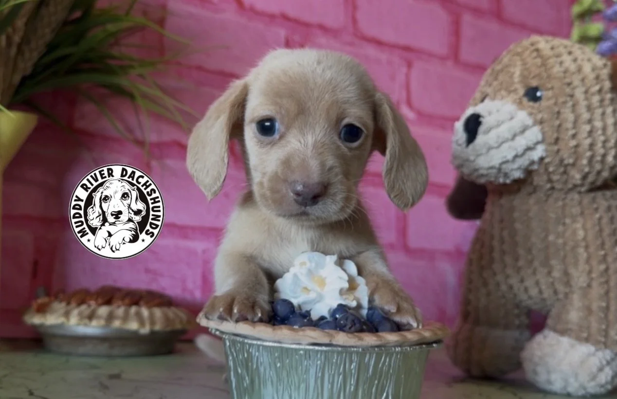 miniature shorthair dachshund puppies for sale