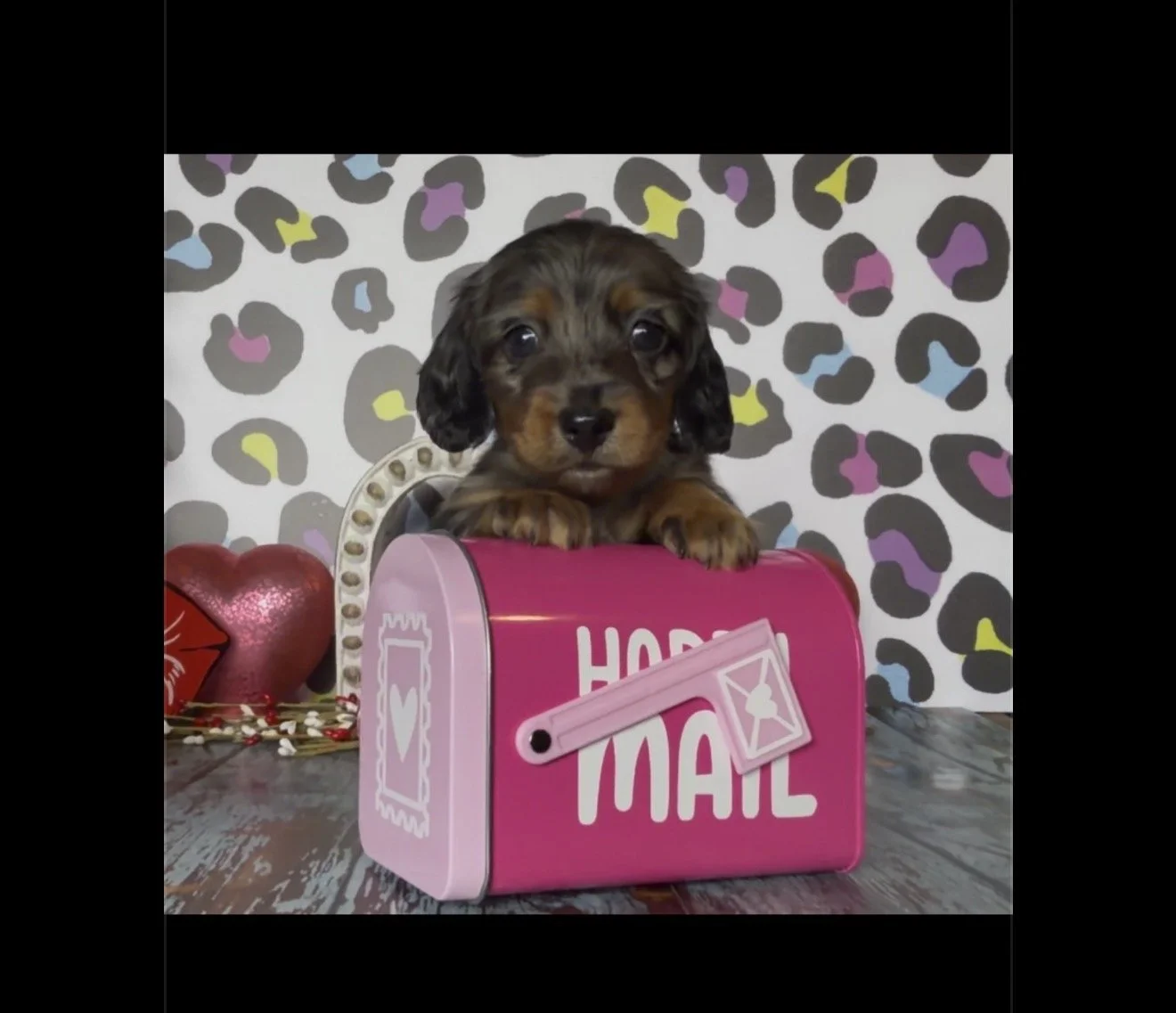 dachshund puppies for sale