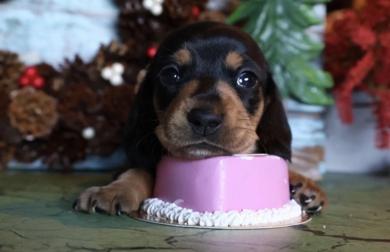black dachshund