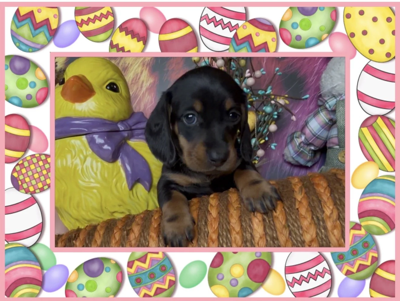 dachshund puppies for sle