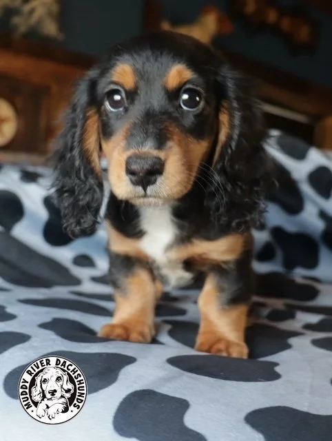 black dachshunds for sale