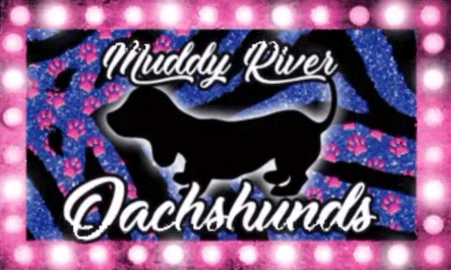 Muddy River Dachshunds