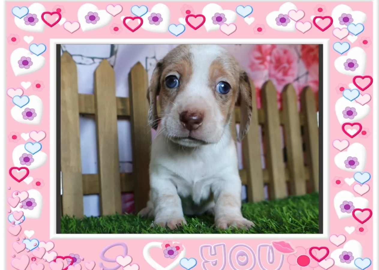 So cute&hellip;. #dachshunds #dachshund #miniaturedachshundpuppy #puppies #dachshundlover #dachshundappreciation #dachshundlife #dachshundpuppies #dachshundsofig #dachshundstyle #dachshundobsessed #dachshundsarethebest #dachshundbaby #piebalds #smoot