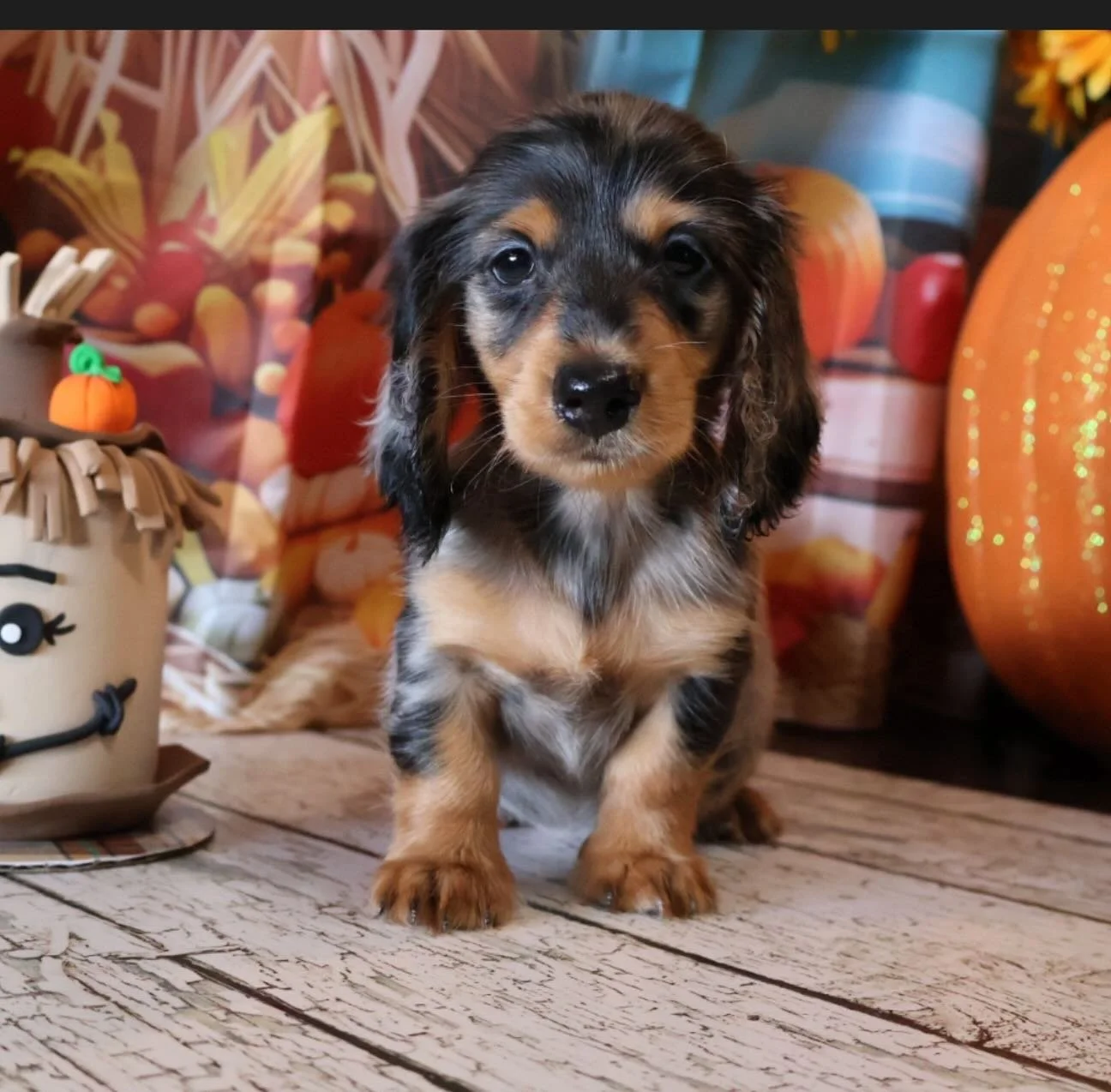 😲Pick me up today!! &hearts;️ #dapples #dachshunds #doxies #miniaturedachshund #miniaturedachshundpuppy #minidachshund #minidachshundsofinstagram #minidachshunds #minidach #dachshund #dachshundpuppies #dachshundpuppylove❤️ #dachshundbreed #dachshund