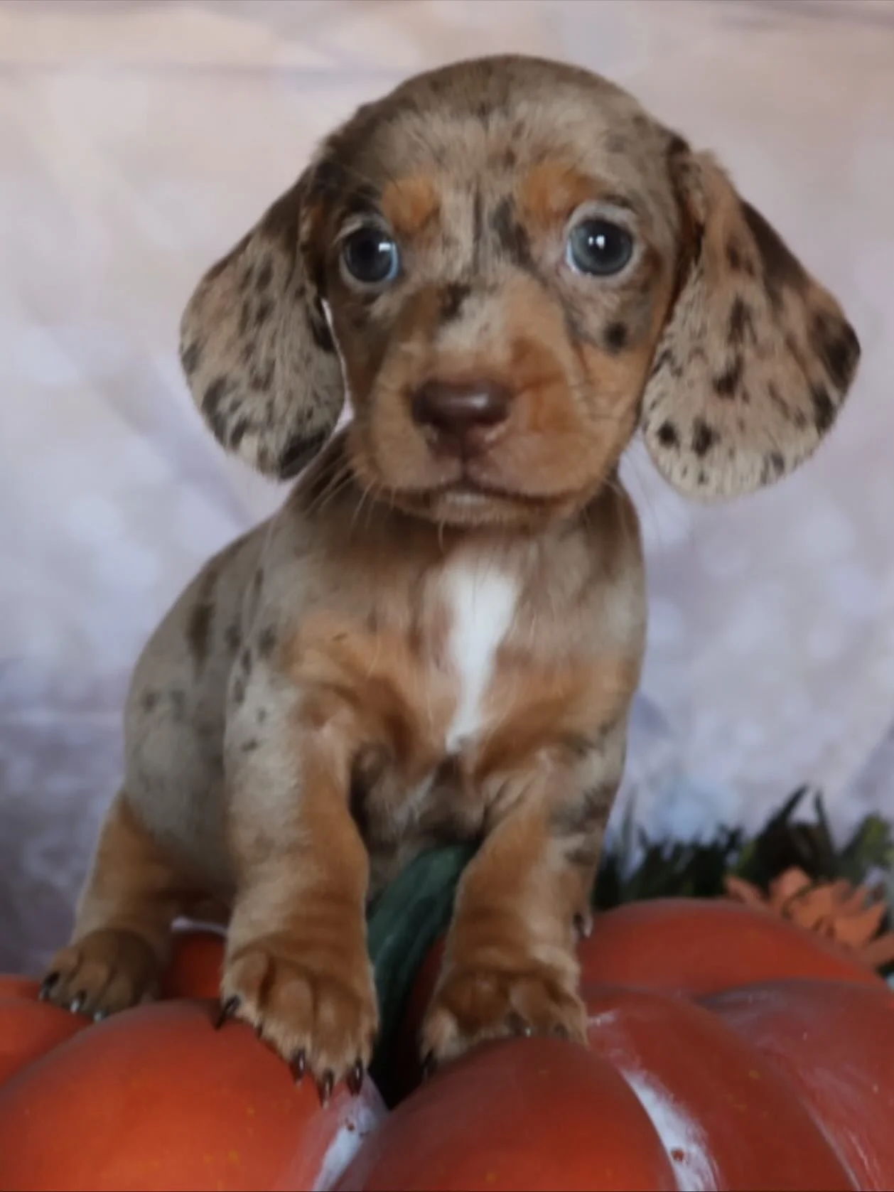 Ready Sunday!! #chocolatedapple #dachshunds #dachshund #chocolate #shorthairdachshund #smoothdach #smoothdachshund #texasdachshunds #akcdachshundpuppies #akcdachshunds #akcdachshund #puppies #miniaturedachshundpuppy #miniaturedachshundbreeder #miniat