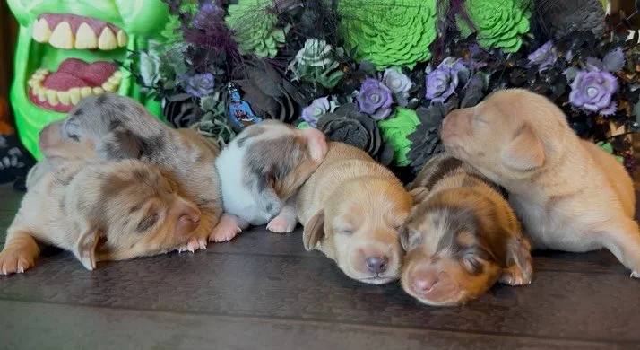 New puppy post! #miniaturedachshunds #minidach #miniaturedachshundpuppy #dachshundpuppy #dachshundstyle #dachshund #dachshundpuppies #dachshundlife #dachshundlovers #akc #akcdachshund #weenie  #weeniedog #texasdachshunds #southtexasdachshunds #doxies