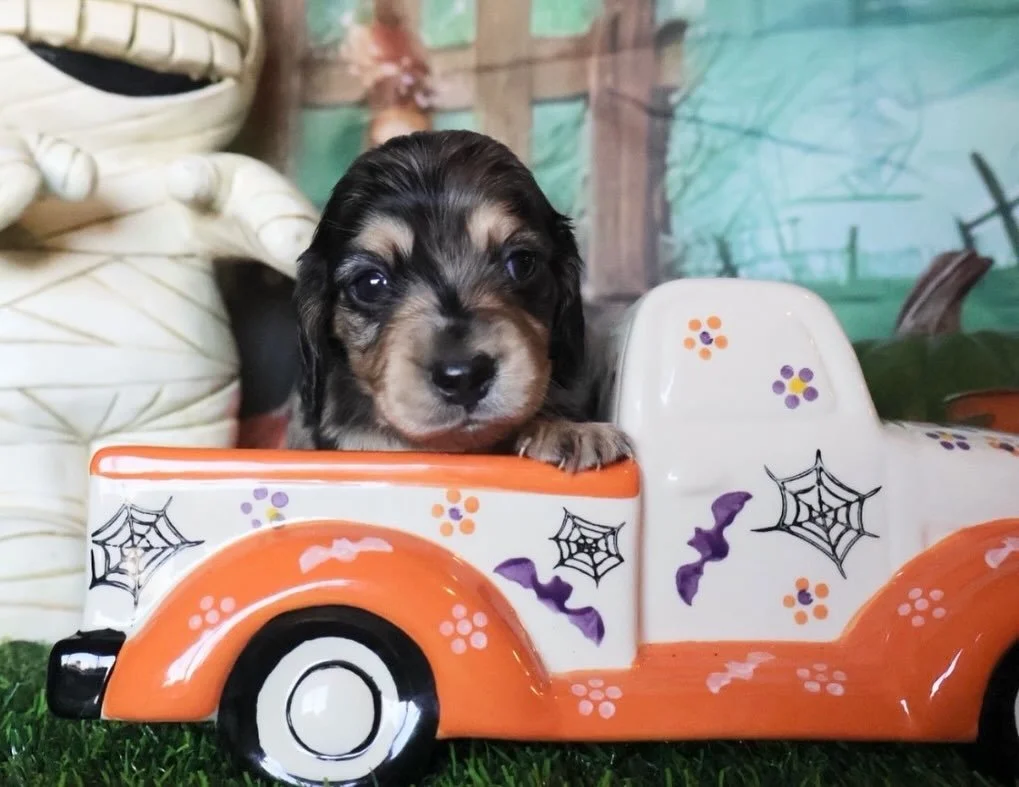 #dachshunds #dachshund #doxies #dachshundpuppies