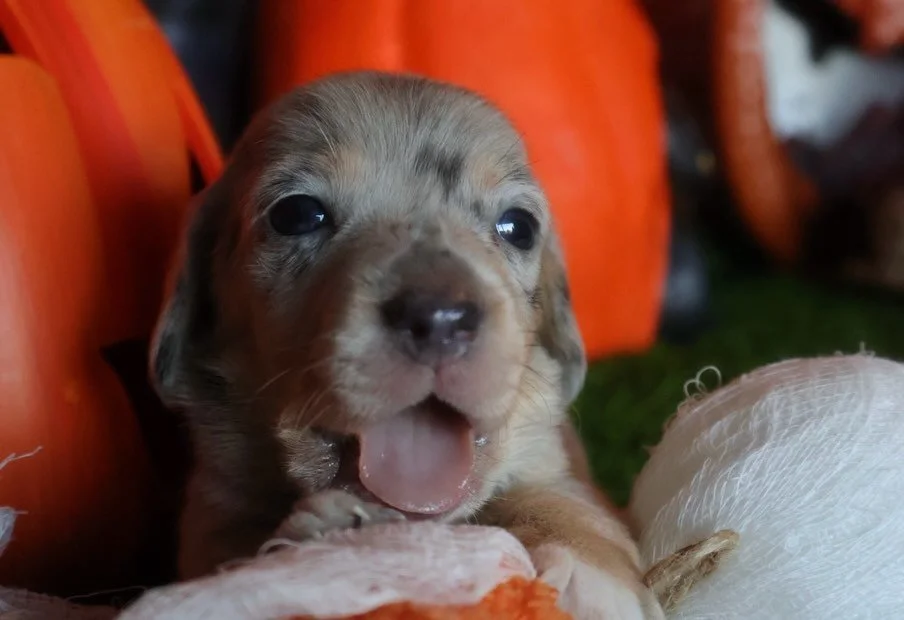 #shorthairdachshund #smoothdachshund #doxies #doxiesofig #dachshunds #weeniedog #weenies #hotdog #akcdachshundpuppies #puppies #wiener #wienerdog #weinerdogs #weinerdogworld #weinerdoglove #weinerdogsofinsta #sausagedog #sausagedogpuppy #sausagedogce
