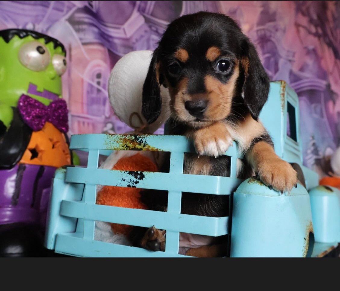 #dachshunds #dachshund #dappledachshunds #smoothdachshund #longhaireddachshund #longhairedminiaturedachshund #cutedachshund #halloweenie #halloweenies🎃 -#halloween🎃👻 #halloween #minidachshund #miniaturedachshunds #dachshundpuppies #dachshundpup #p