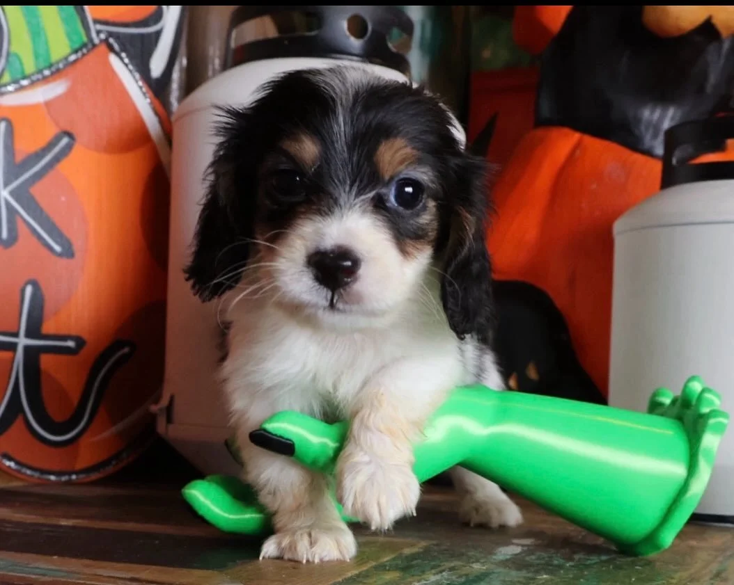 Spooky&hellip;#dachshunds #dachshund #puppies #akcdachshunds #akcdachshundpuppies #miniaturedachshundpuppy #minidoxies #shorthairdachshund #smoothdachshund #longhairdachshund #dachshund_of_ig #dachshundlove_ #dachshundlife #dachshund_lover #dachshund