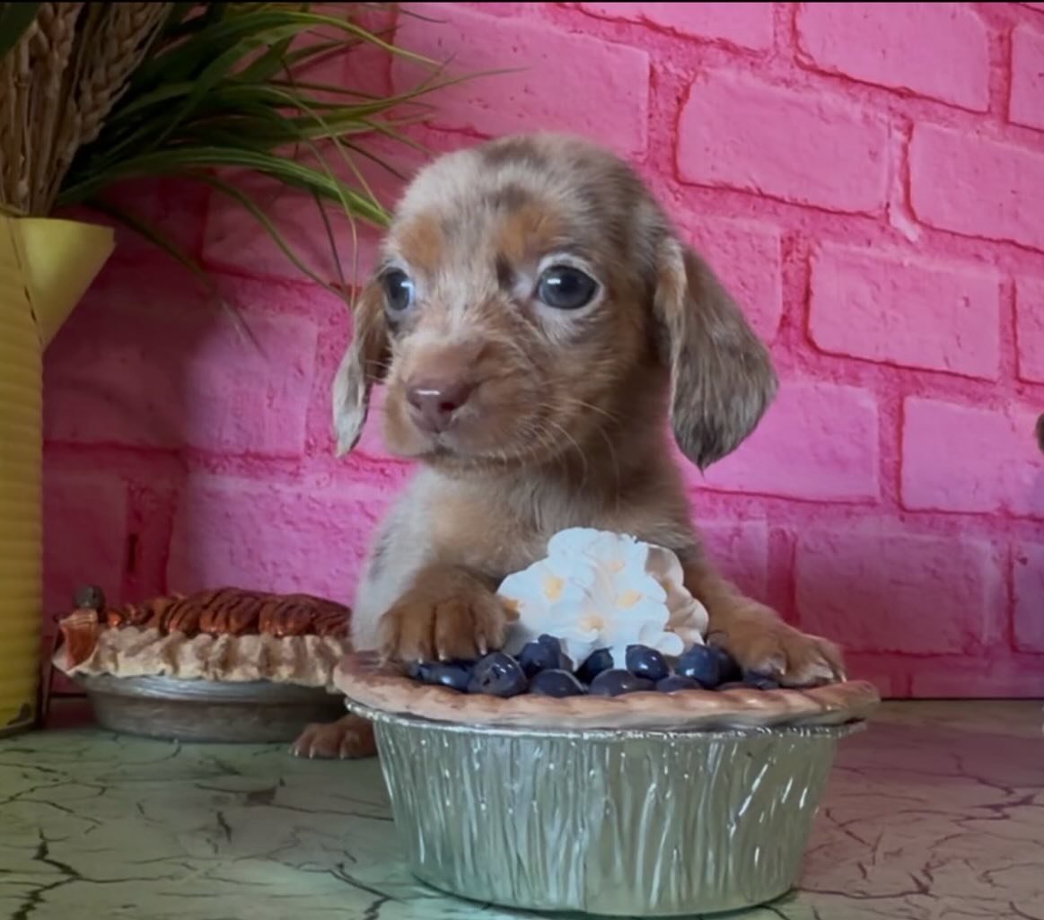 #dachshunds #dachshund #dachshundlife #dachshundbaby #dachshundpuppies #puppies #puppy #puppylove #smoothdachshund #shorthairdachshund #creamdachshund #dappledachshunds #cutedachshund #puppylove #pup #akc #akcdachshunds #akcdachshundpuppies