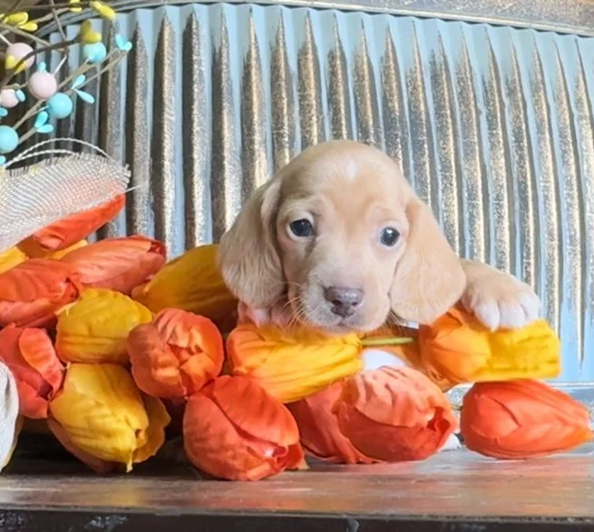 Cream shorthair dachshund puppy.PNG