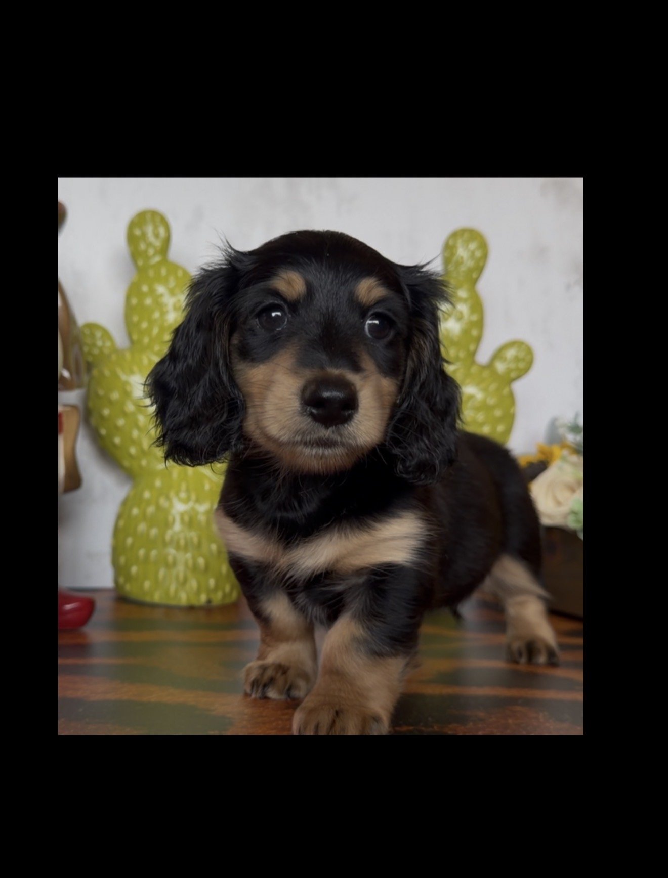 Clara- Pick me up today!