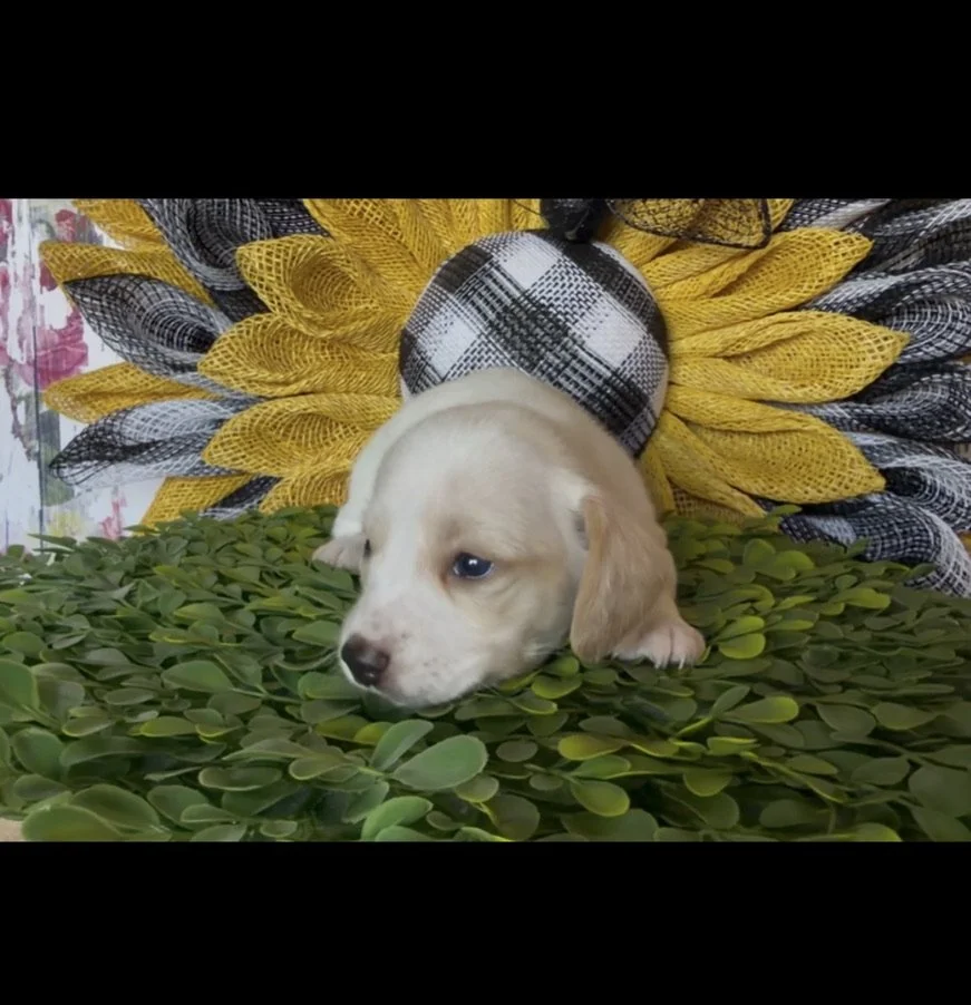 5517776F-5282-476F-BDAE-3DD69E03E9EF_1_105_c.jpeg