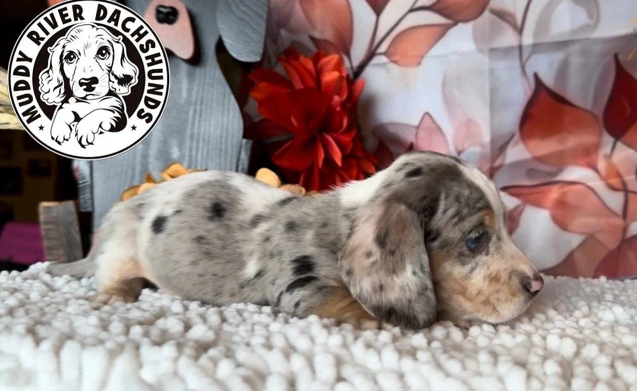 dapple puppies for sale muddy river dachshunds