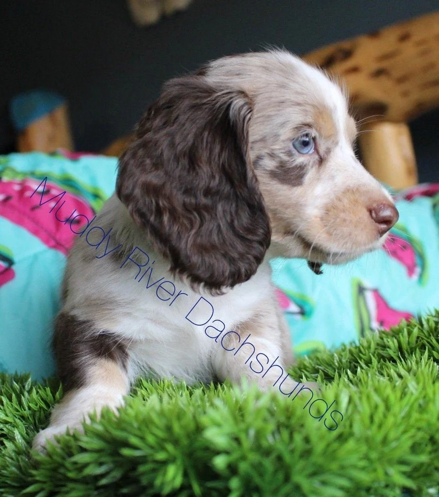 dapple piebald dachshunds.jpg