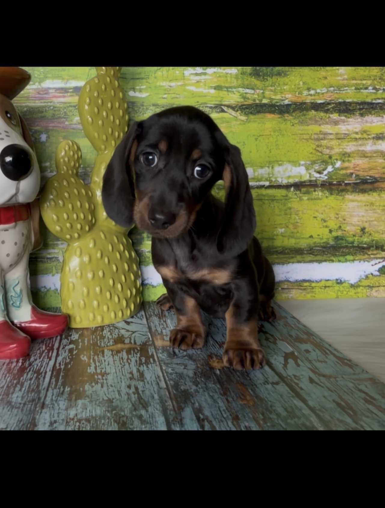 Daffodil - Pick me up Today!