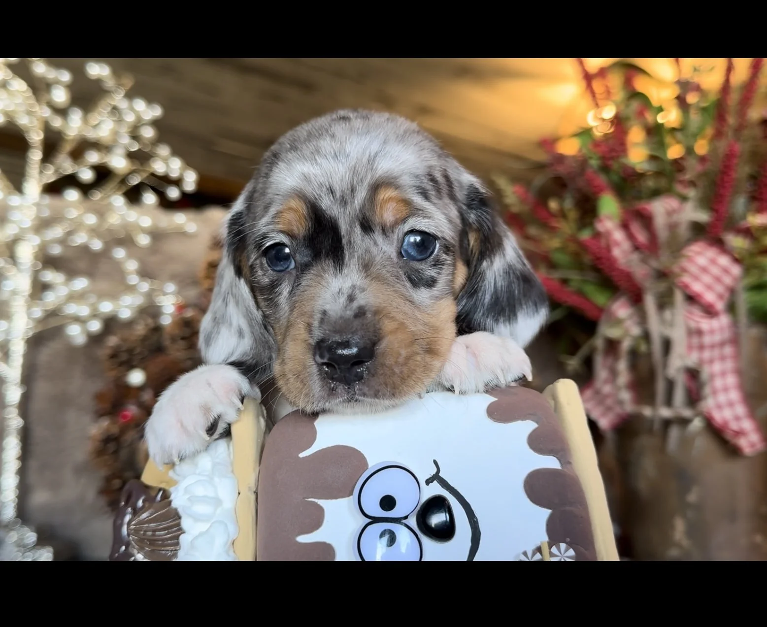 dachshund ranch puppies.PNG