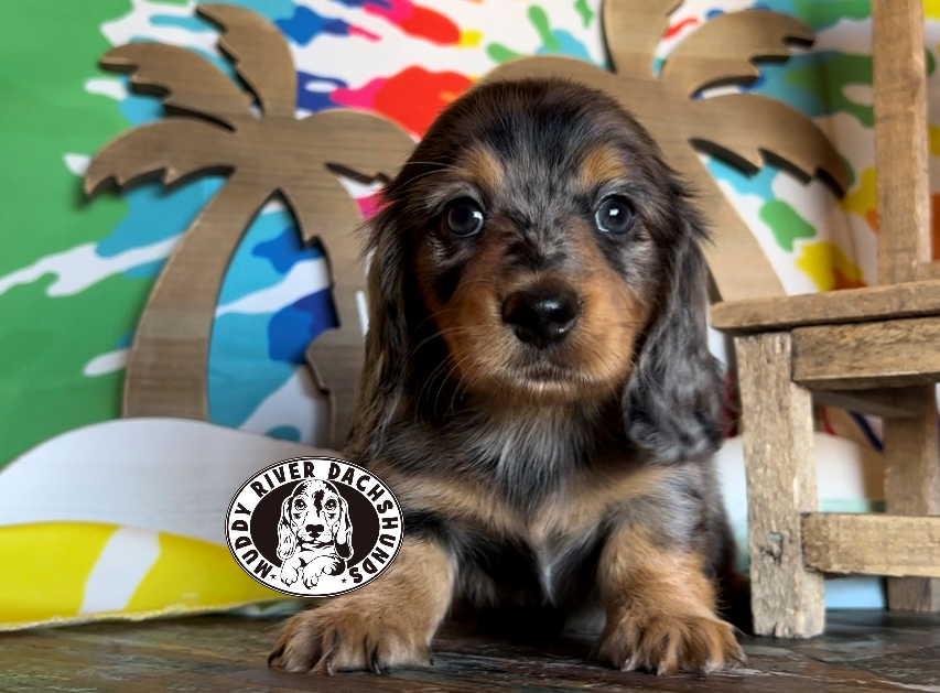 dappled dachshunds.png