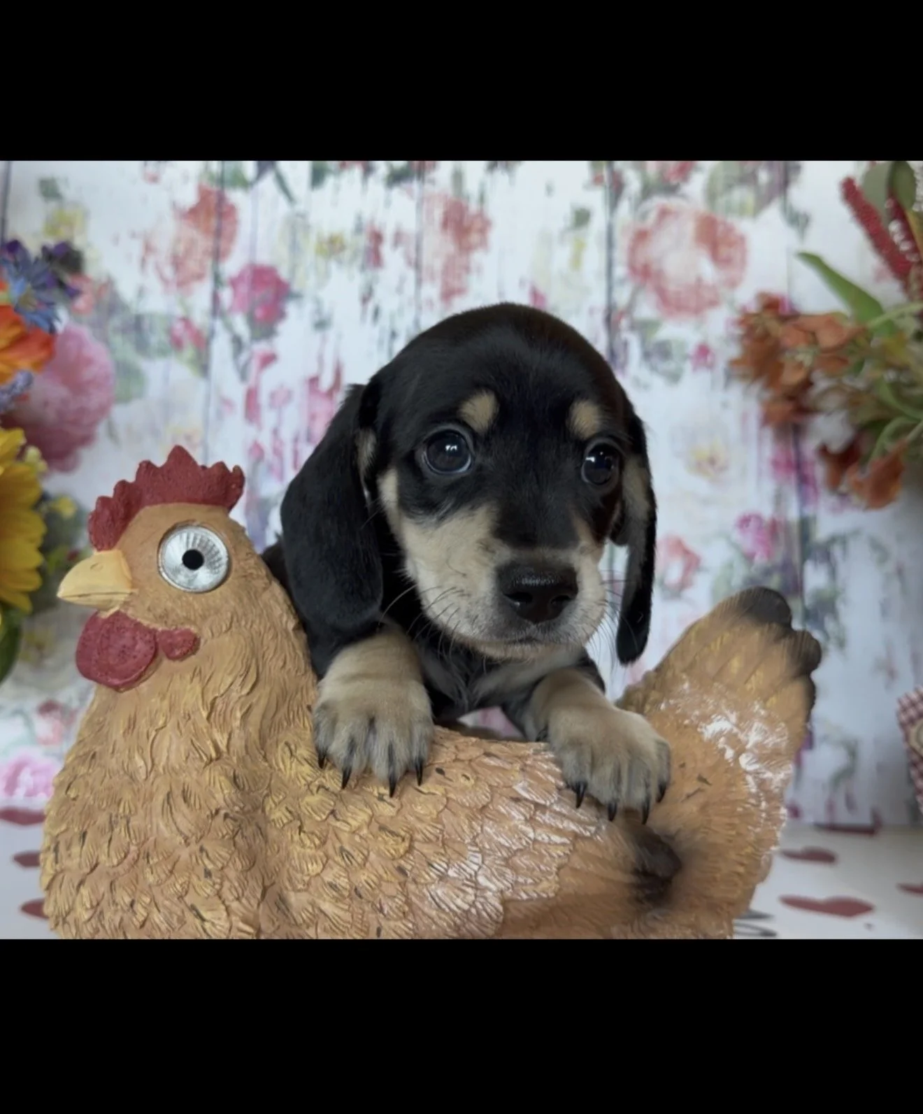 Otis