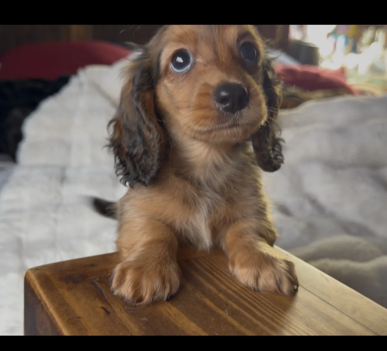 Now Available! See my video!