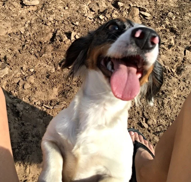 dachshunds corpus christi tx.JPG