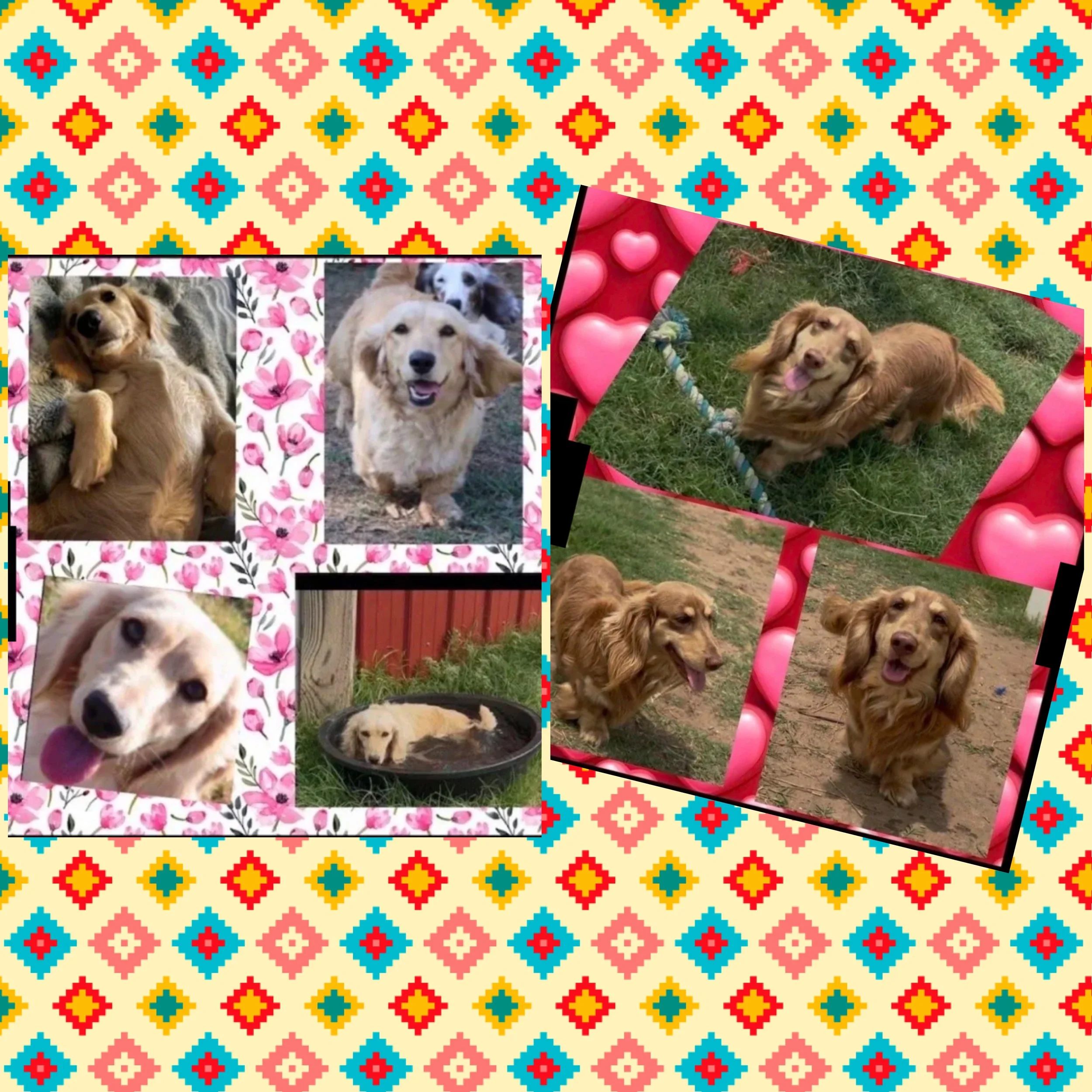 collage_export_FB679341-9EC5-4529-BFF1-9804C0C720CB.jpeg