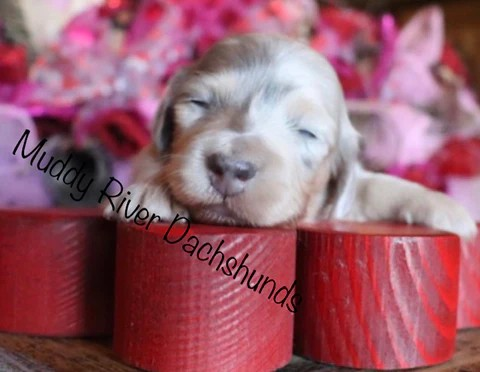 isabella and cream longhair dachshund.png