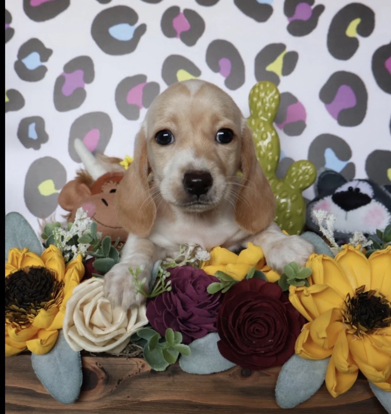 shorthair dachshund puppies