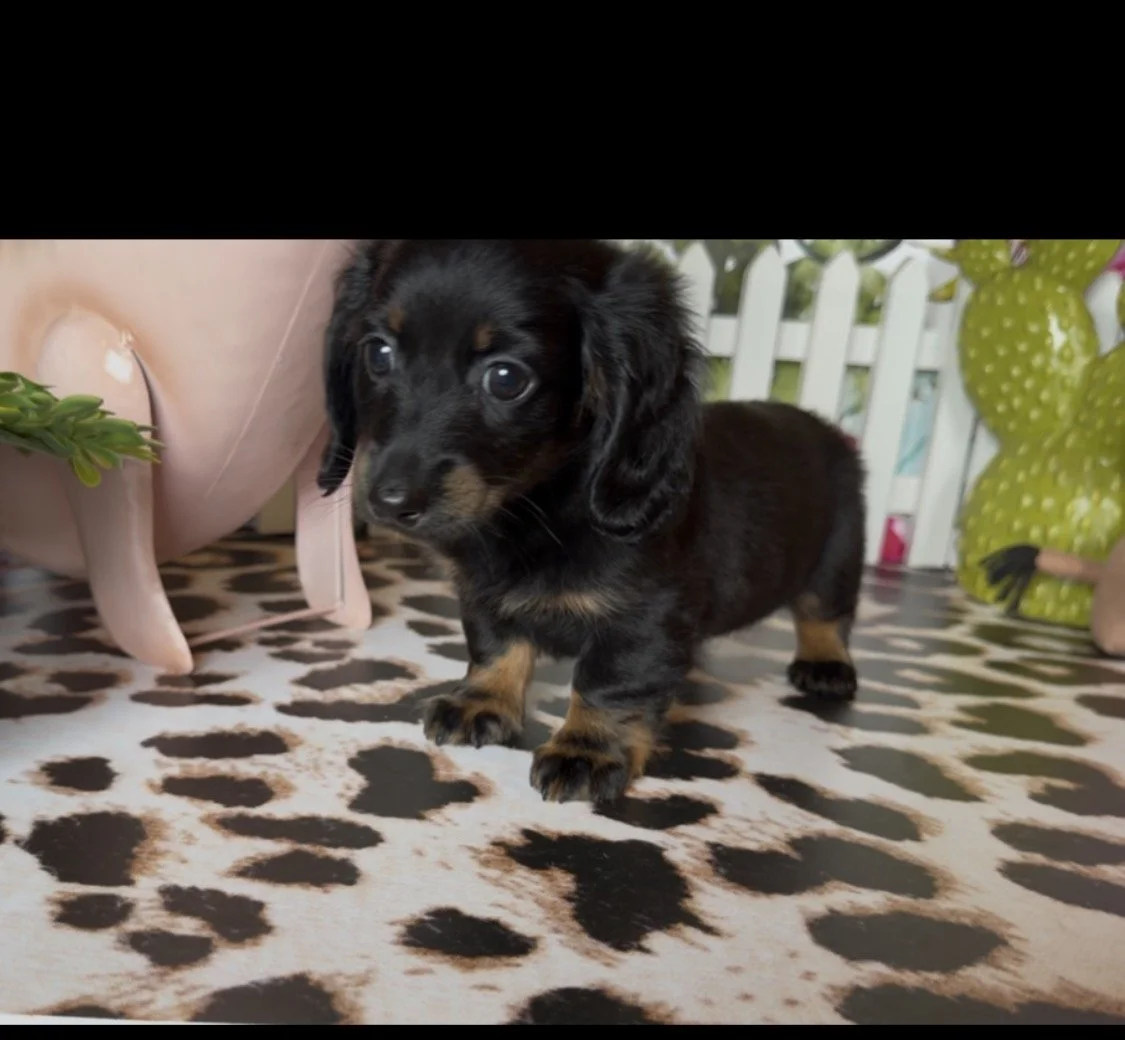 9823B833-E067-4C81-A290-C6A7DB2F87D7_1_201_a.jpeg