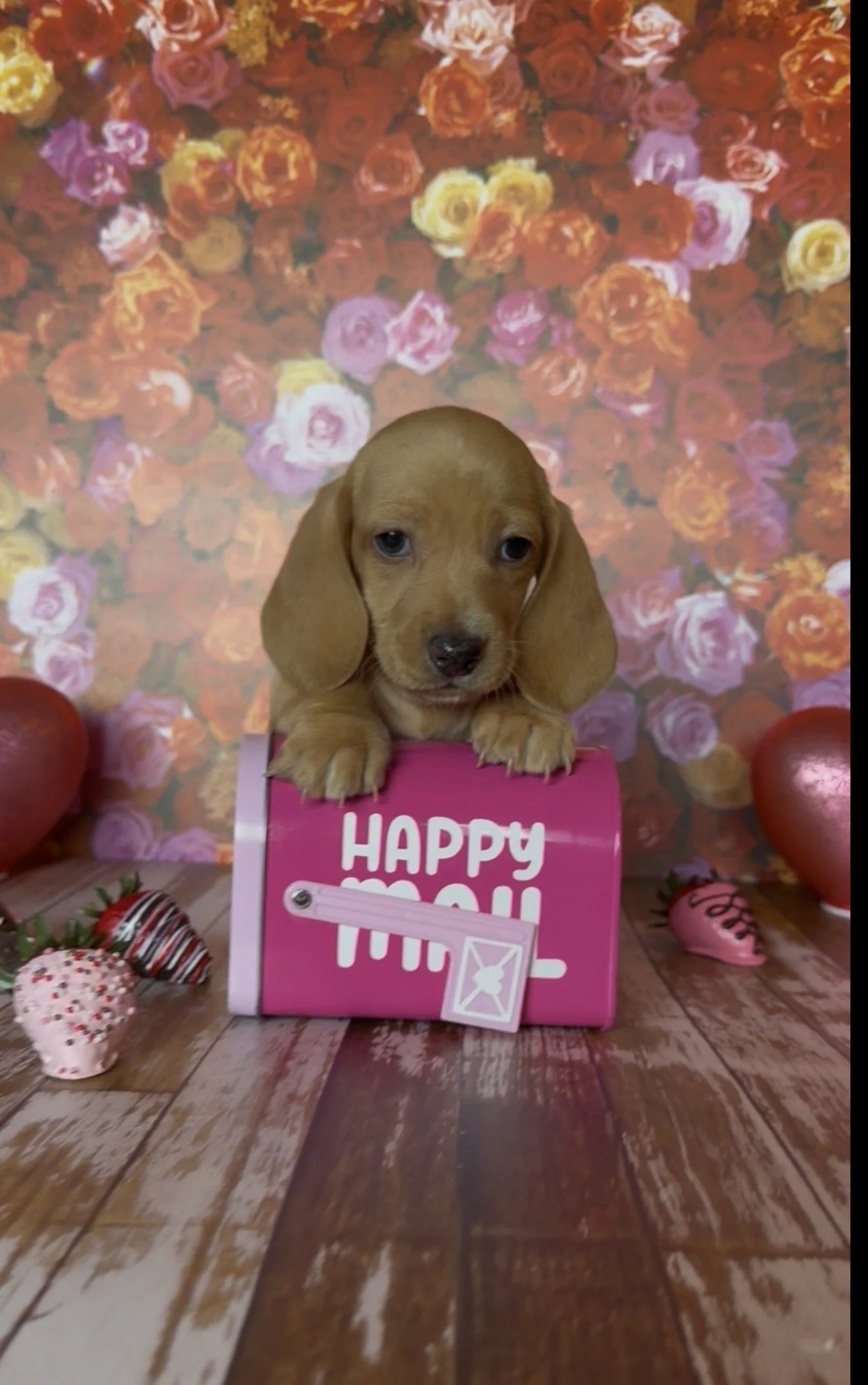 Biscuit-PICK ME UP SUNDAY!