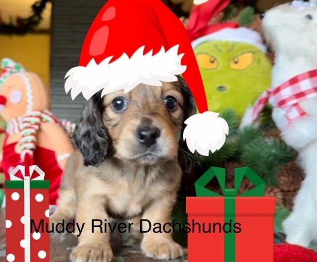 longhair dachshund puppies.jpg