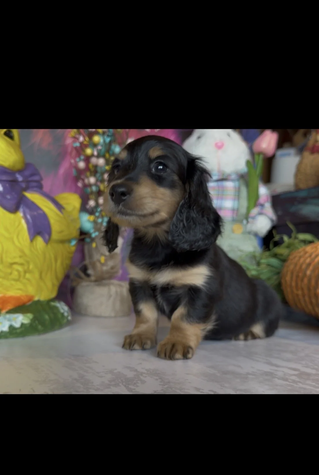 Clara- Pick me up today!