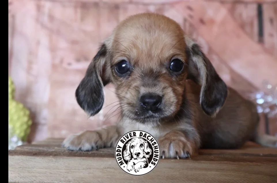 cream dachshunds for sale