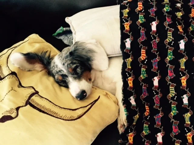 Muddy River Dachshunds puppies for sale.jpg
