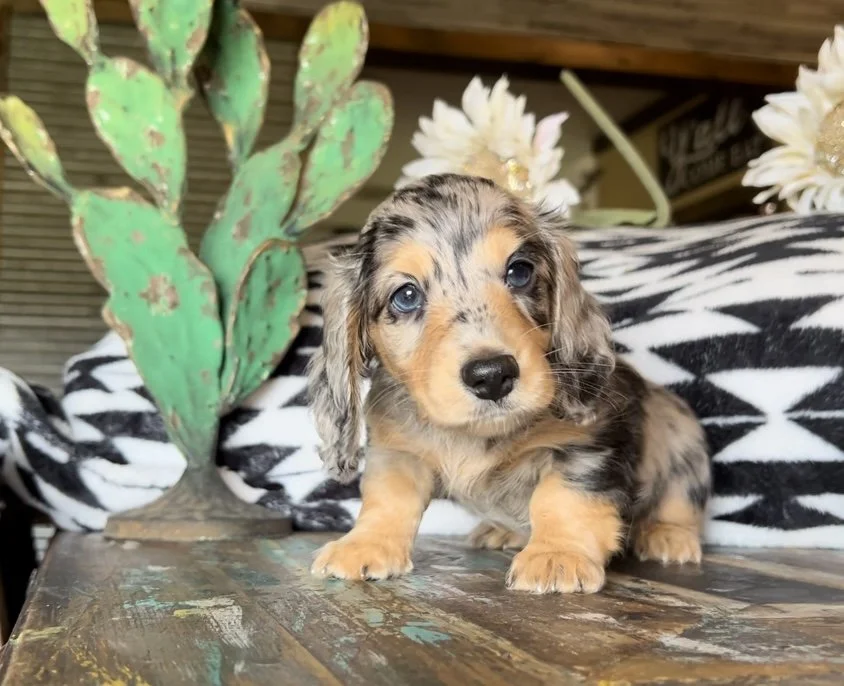 longhair dachshunds for sale.PNG