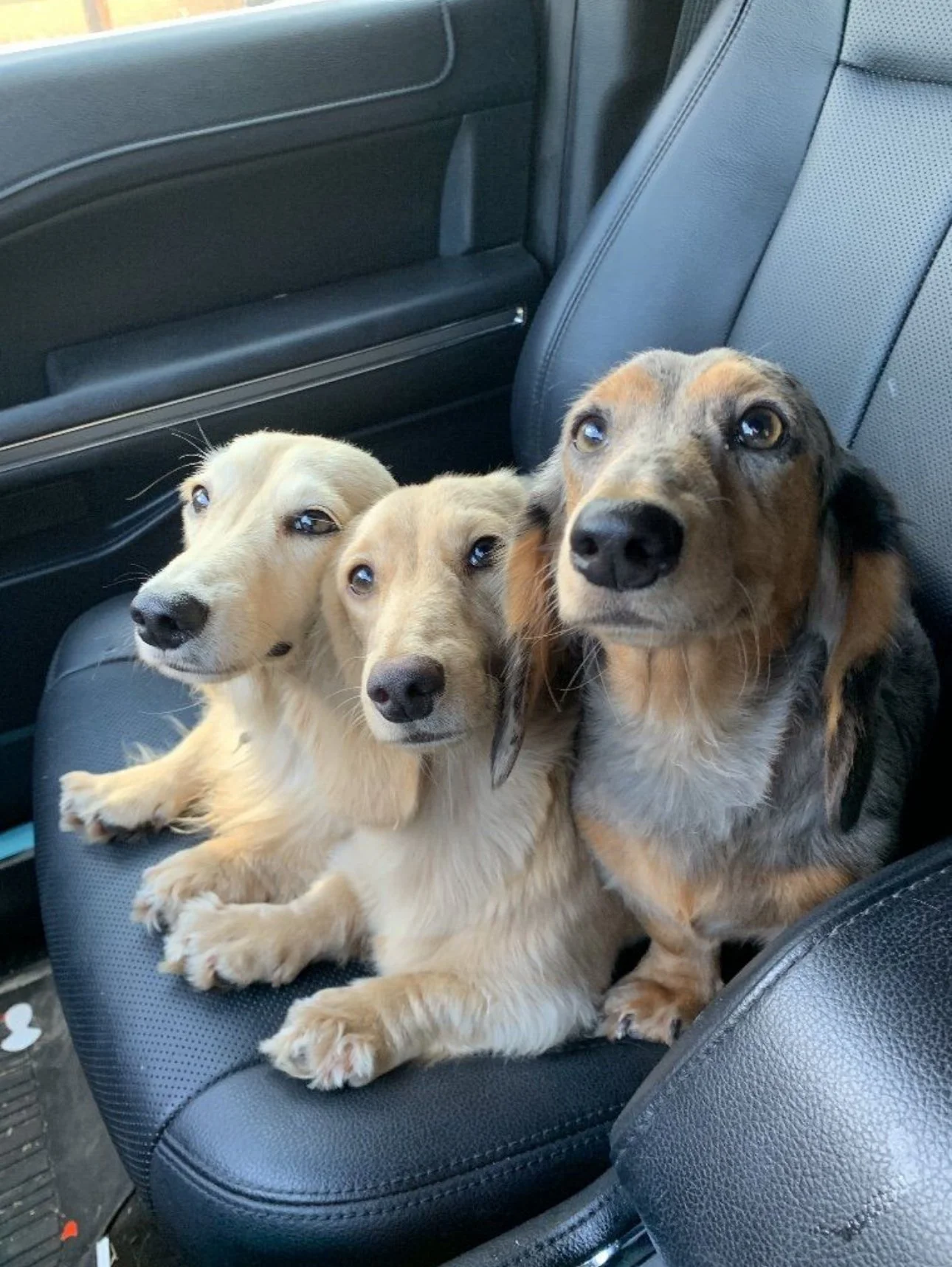 muddy river dachshunds.PNG