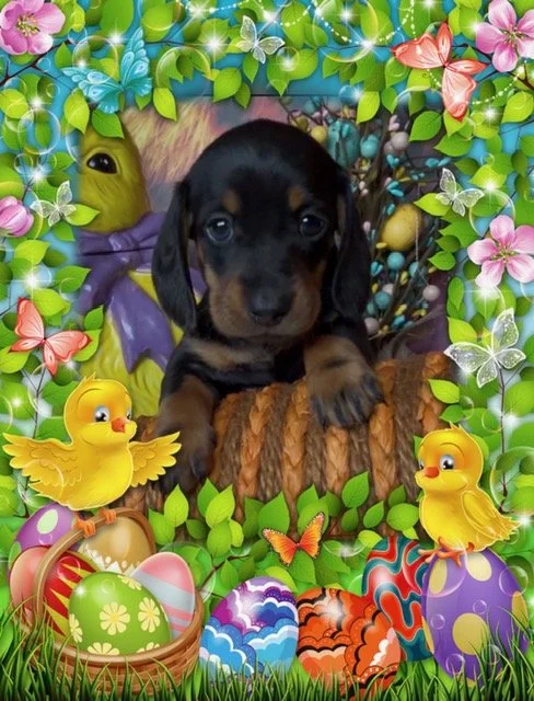 texas dachshunds