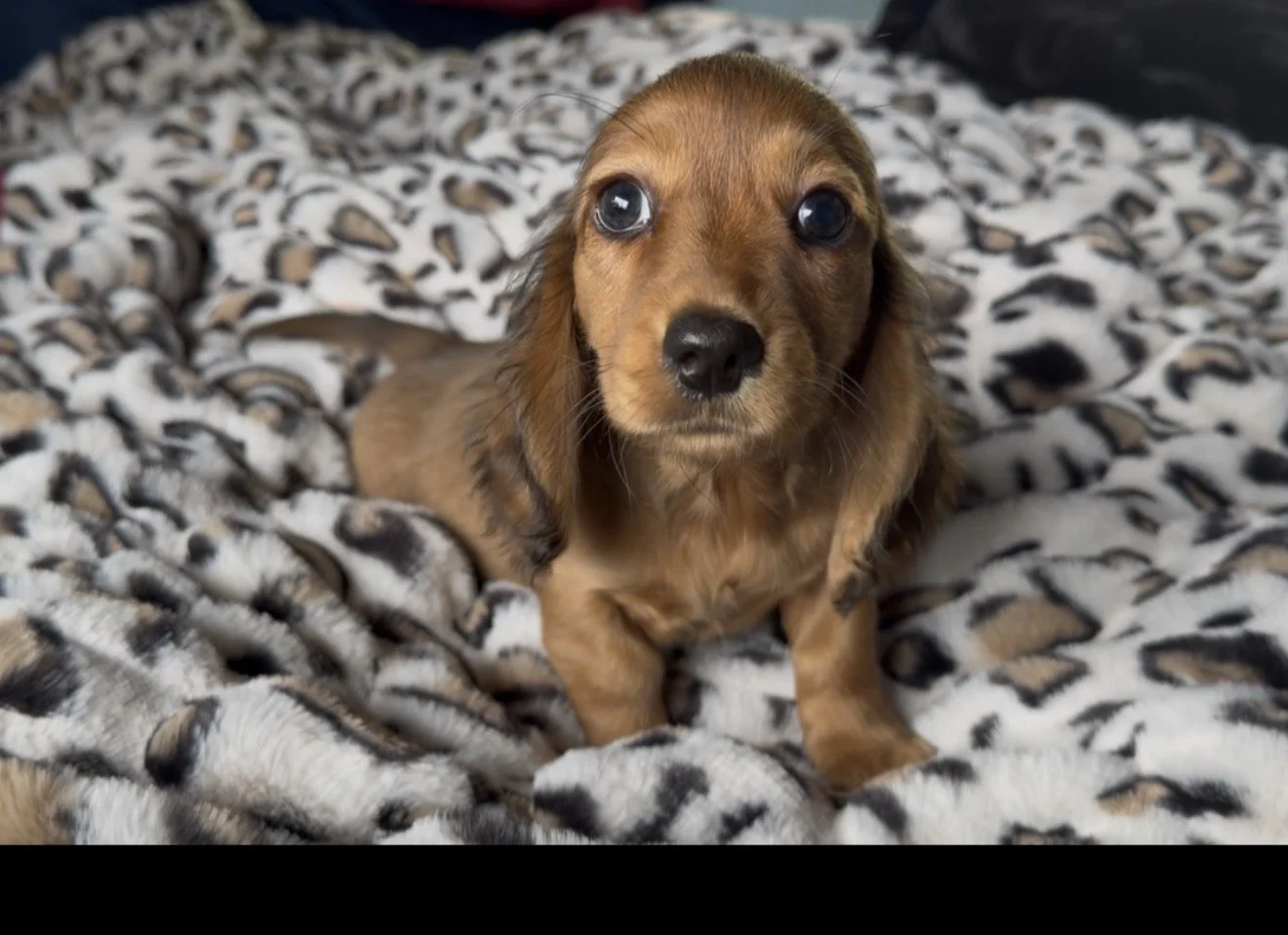 🐶 I’m Available