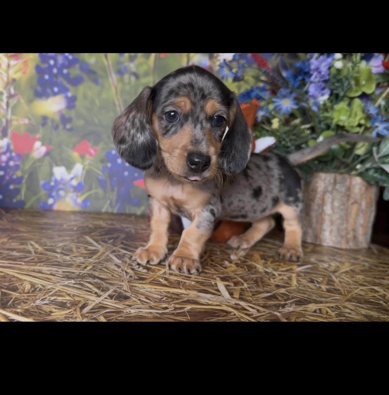 IMG_4458.jpeg