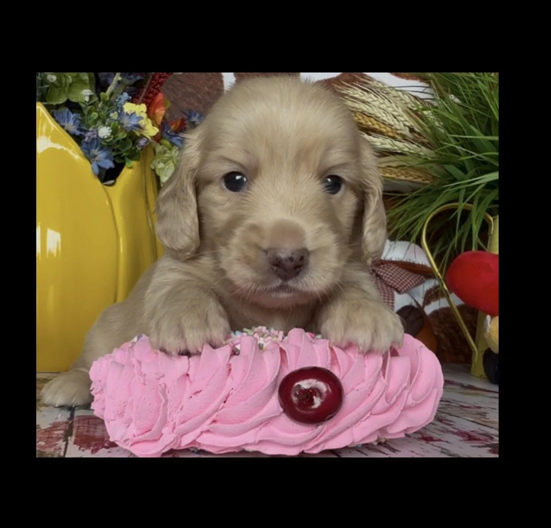 BISCOTTI