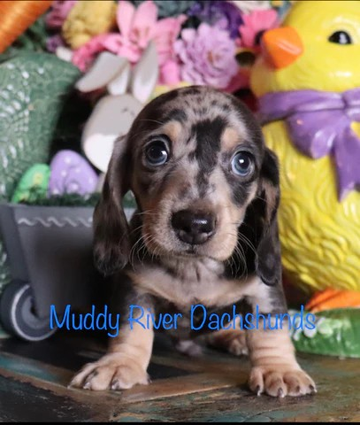 black dapple shorthair dachshund puppy for sale.png