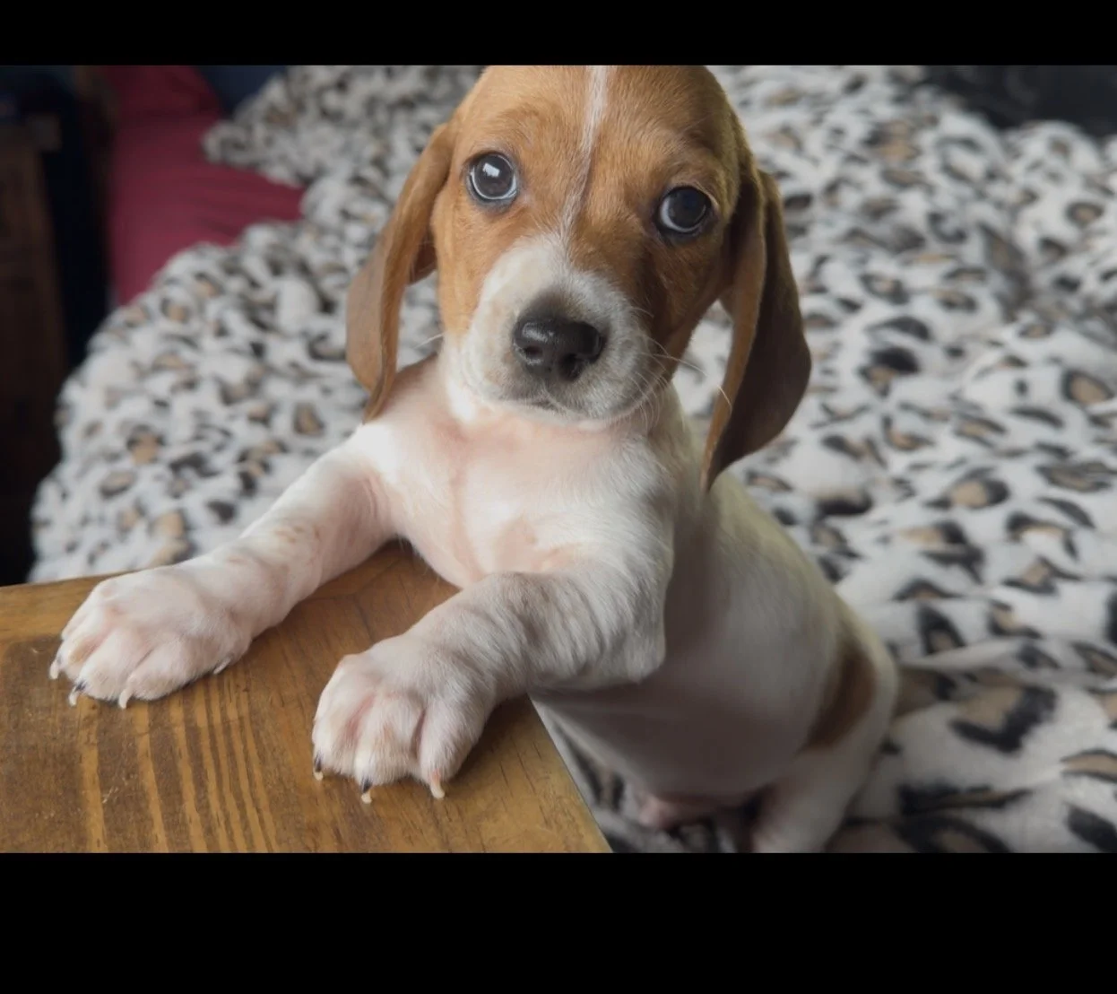 🐶 I’m Available!