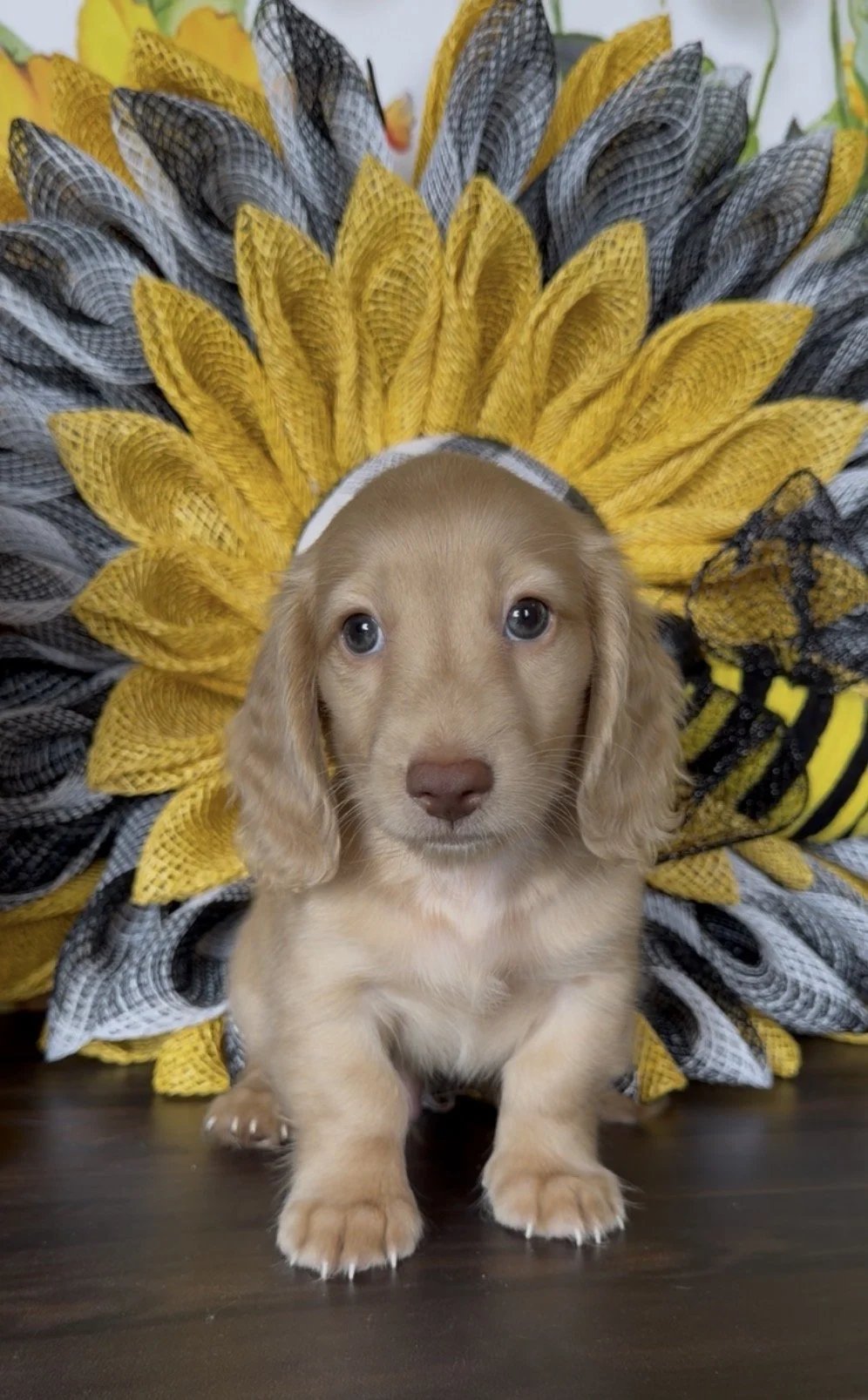 BANANA SPLIT 💙 Ready today!