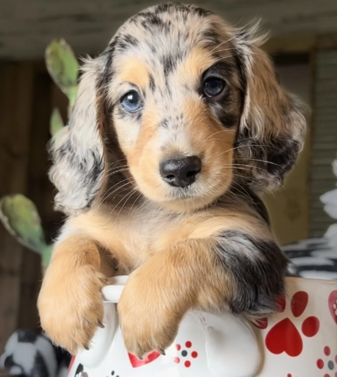 dapple dachshunds  for sale texas.PNG