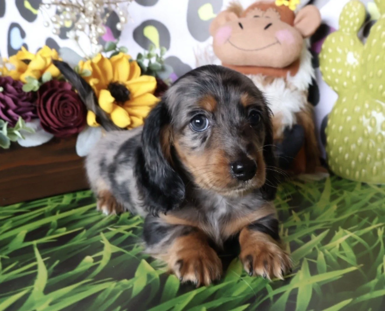 dapple dachshunds muddy river dachshunds