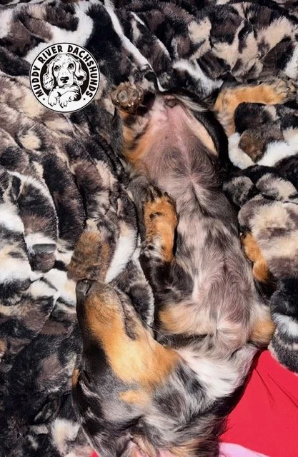 dapple dachshunds for sale