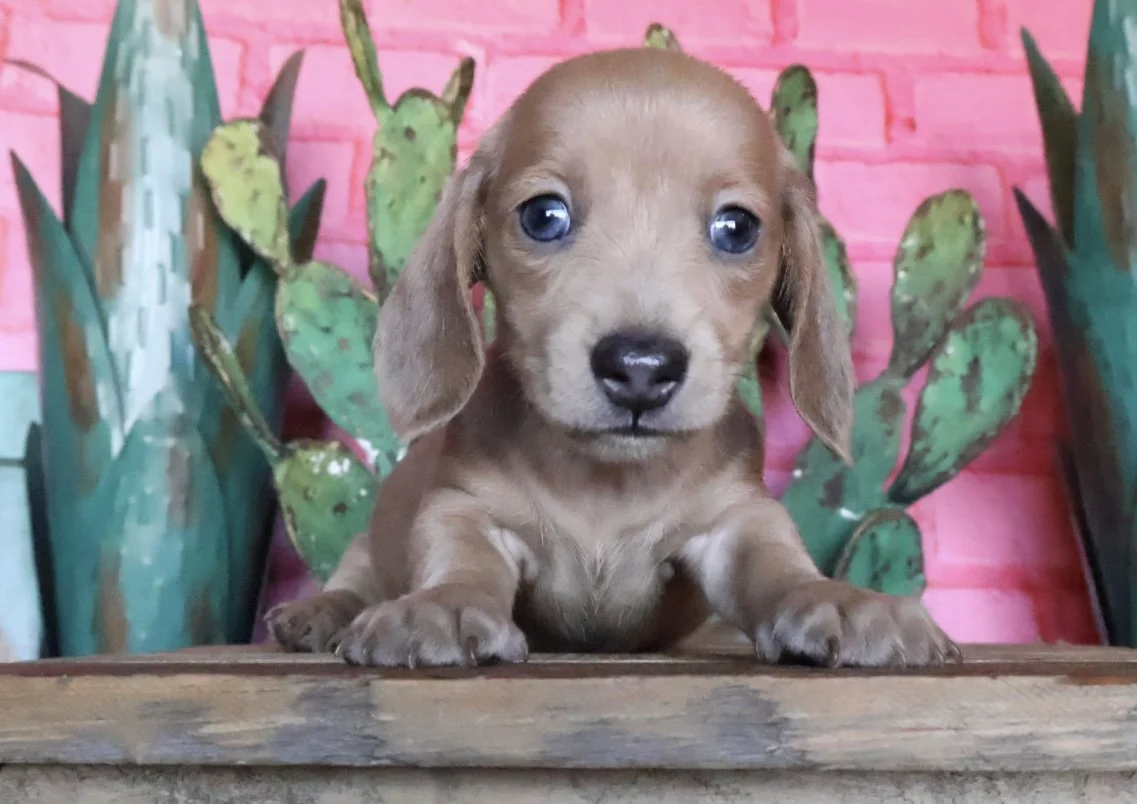 blue dachshund puppy muddy river
